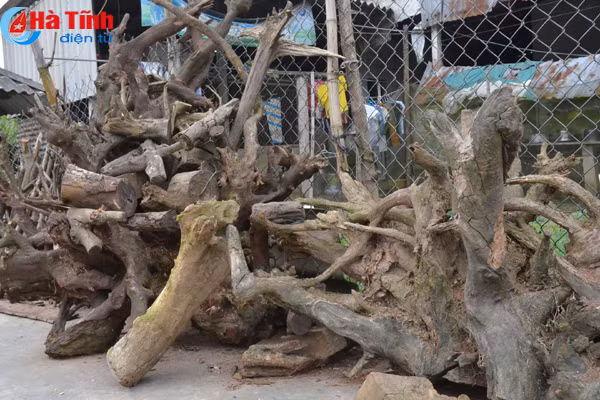 lac giua vuon lan rung tien ty cua chang cu nhan 8x