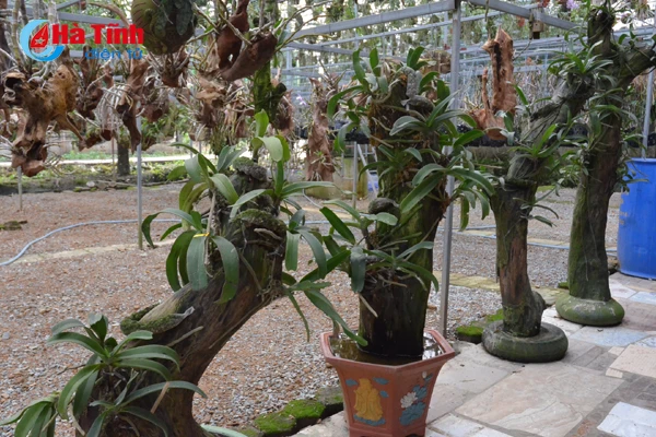 lac giua vuon lan rung tien ty cua chang cu nhan 8x