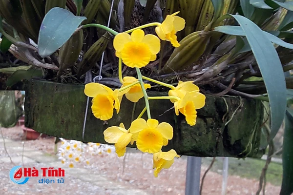 lac giua vuon lan rung tien ty cua chang cu nhan 8x