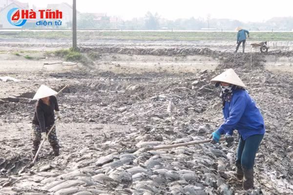 nguoi nuoi tom loc ha thap thom chuan bi mua vu