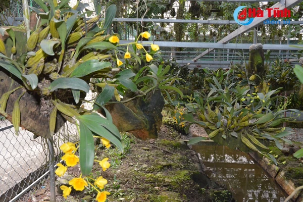 lac giua vuon lan rung tien ty cua chang cu nhan 8x