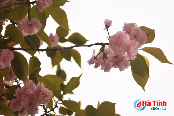 hoa anh dao nhat ban khoe sac tren cua khau cau treo ha tinh