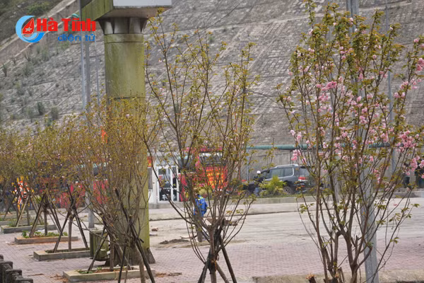 hoa anh dao nhat ban khoe sac tren cua khau cau treo ha tinh