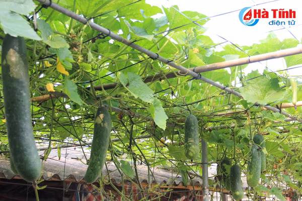 nghich ly gia rau nong dan ban 1 nguoi tieu dung mua 3