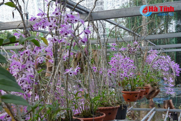 lac giua vuon lan rung tien ty cua chang cu nhan 8x