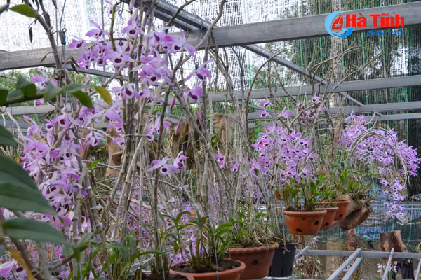 lac giua vuon lan rung tien ty cua chang cu nhan 8x