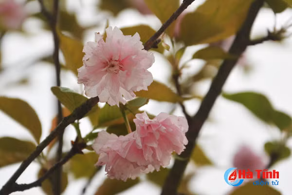 hoa anh dao nhat ban khoe sac tren cua khau cau treo ha tinh