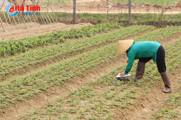 nghich ly gia rau nong dan ban 1 nguoi tieu dung mua 3