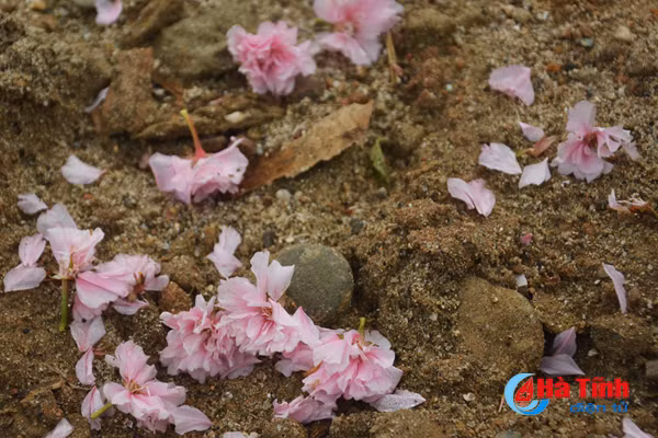 hoa anh dao nhat ban khoe sac tren cua khau cau treo ha tinh