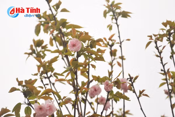 hoa anh dao nhat ban khoe sac tren cua khau cau treo ha tinh