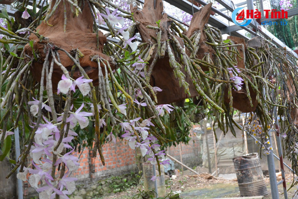 lac giua vuon lan rung tien ty cua chang cu nhan 8x