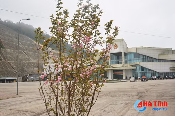 hoa anh dao nhat ban khoe sac tren cua khau cau treo ha tinh