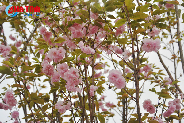 hoa anh dao nhat ban khoe sac tren cua khau cau treo ha tinh