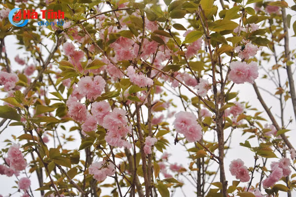 hoa anh dao nhat ban khoe sac tren cua khau cau treo ha tinh