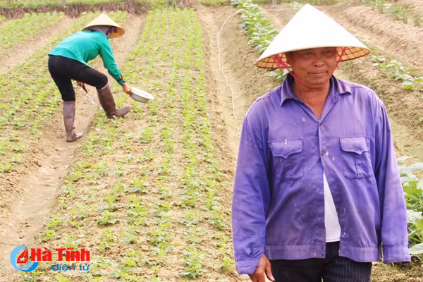 nghich ly gia rau nong dan ban 1 nguoi tieu dung mua 3