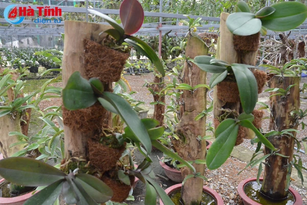 lac giua vuon lan rung tien ty cua chang cu nhan 8x