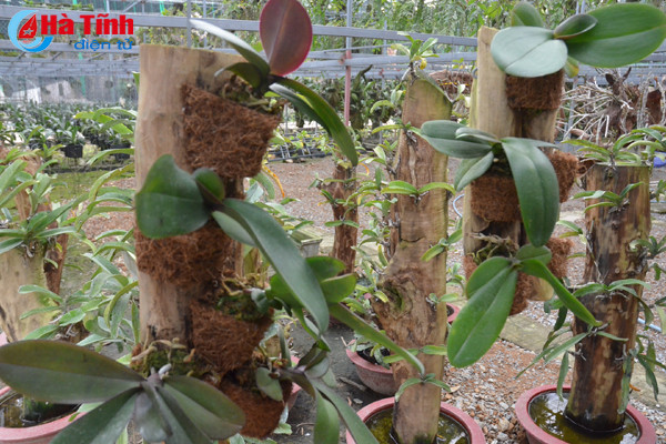 lac giua vuon lan rung tien ty cua chang cu nhan 8x