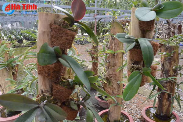 lac giua vuon lan rung tien ty cua chang cu nhan 8x