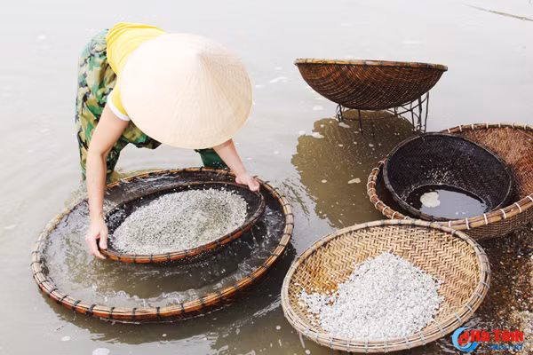 ngot ngao vi hen truong son