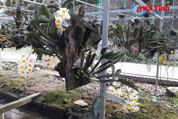 lac giua vuon lan rung tien ty cua chang cu nhan 8x