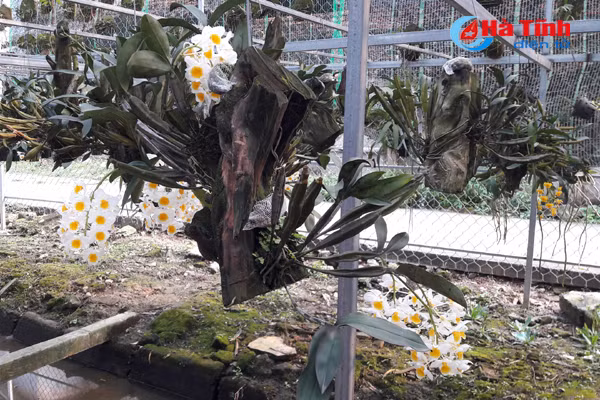 lac giua vuon lan rung tien ty cua chang cu nhan 8x