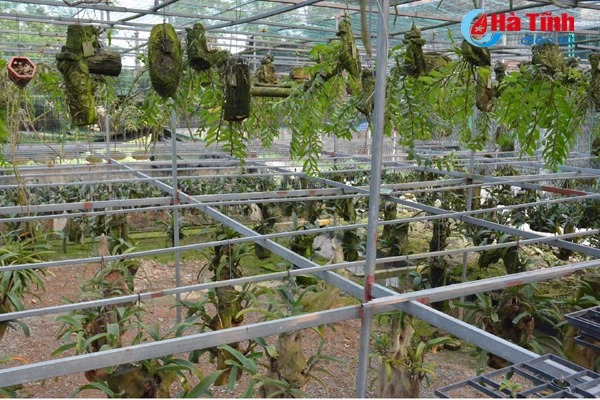 lac giua vuon lan rung tien ty cua chang cu nhan 8x