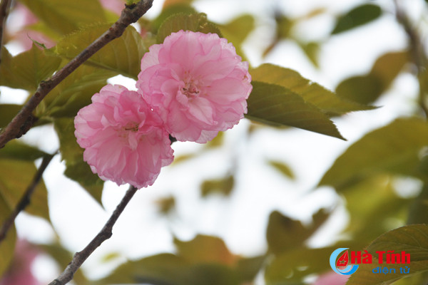 hoa anh dao nhat ban khoe sac tren cua khau cau treo ha tinh