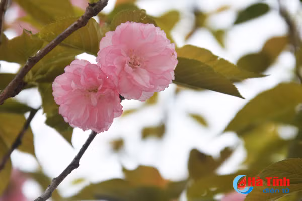 hoa anh dao nhat ban khoe sac tren cua khau cau treo ha tinh