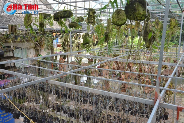 lac giua vuon lan rung tien ty cua chang cu nhan 8x