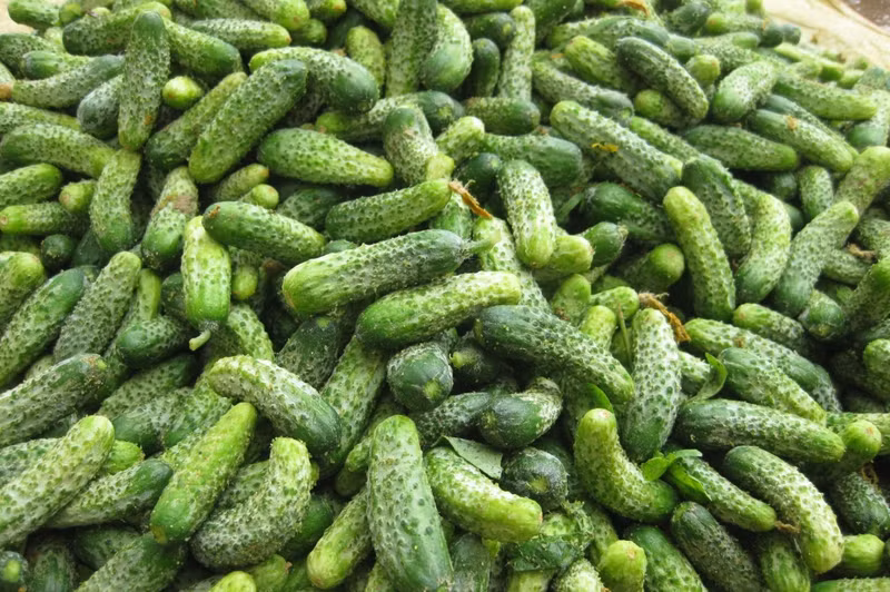 dua chuot mon an thuoc quy mua he