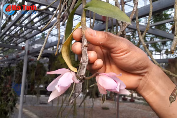 lac giua vuon lan rung tien ty cua chang cu nhan 8x