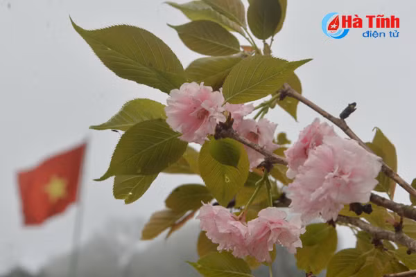 hoa anh dao nhat ban khoe sac tren cua khau cau treo ha tinh