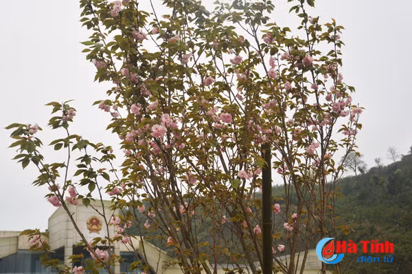 hoa anh dao nhat ban khoe sac tren cua khau cau treo ha tinh