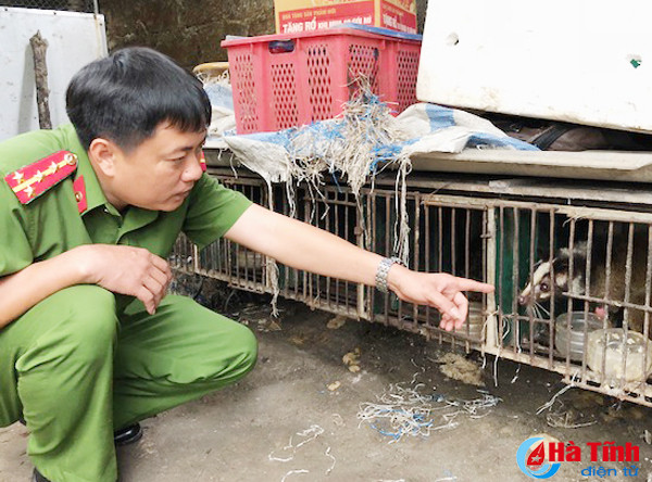 phat hien co so nuoi nhot trai phep dong vat hoang da so luong lon tai tp ha tinh
