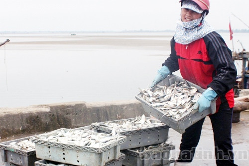 Ngư dân phấn khởi với những chuyến biển cuối năm ảnh 4