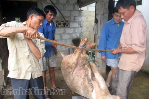 ... thịt con lợn béo rồi chia phần