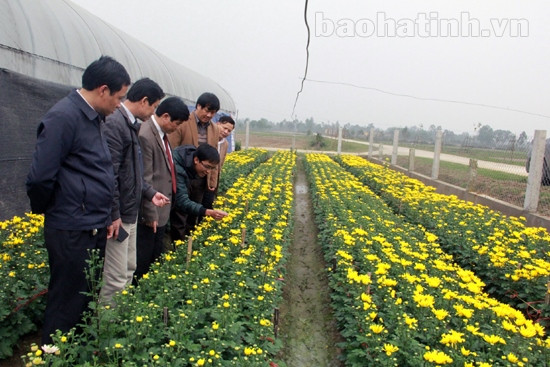 Trồng hoa ly thành công trên đất Nghi Xuân ảnh 2