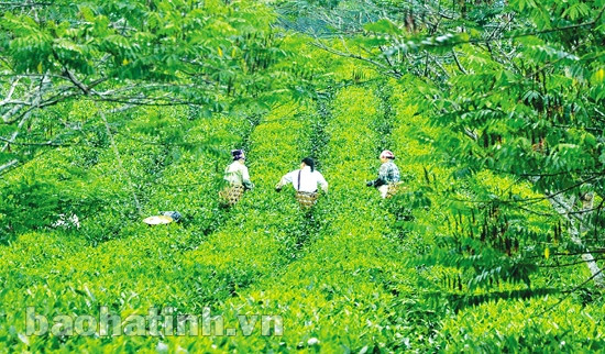 Đậm đà chè Hà Tĩnh ảnh 2