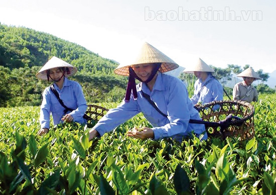 Đậm đà chè Hà Tĩnh ảnh 1