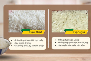 Cách phân biệt gạo ST25 thật và giả người tiêu dùng cần biết