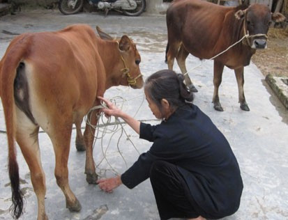 Gia súc mắc bệnh LMLM của gia đình bà Nguyễn Thị Bầng, xóm Khang (xã Thạch Liên) đang được chữa trị.