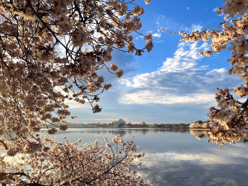 “Trăm hoa” nhuộm hồng các thành phố Âu - Mỹ