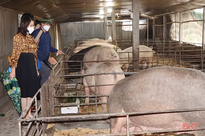 Cẩm Xuyên học tập mô hình sản xuất nông nghiệp hữu cơ của Tập đoàn Quế Lâm