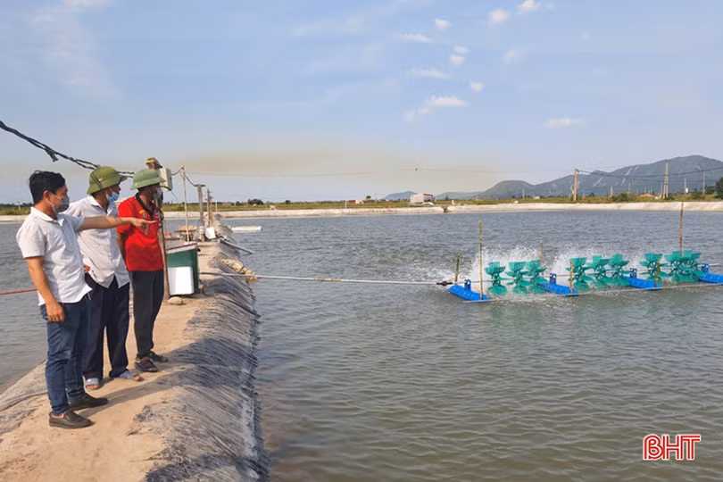 Cú hích” để người nuôi tôm huyện Kỳ Anh tiến tới thâm canh công nghệ cao