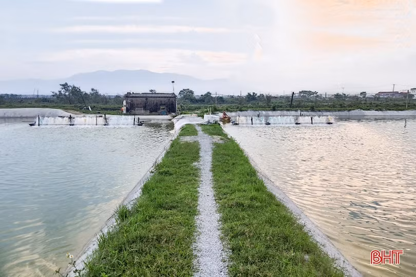 Cú hích” để người nuôi tôm huyện Kỳ Anh tiến tới thâm canh công nghệ cao