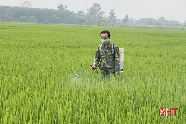 Lúa xuân Hà Tĩnh dự tính trổ bông từ giữa tháng 4