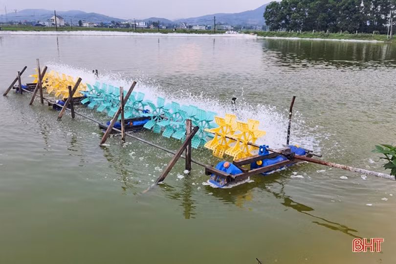 Cú hích” để người nuôi tôm huyện Kỳ Anh tiến tới thâm canh công nghệ cao