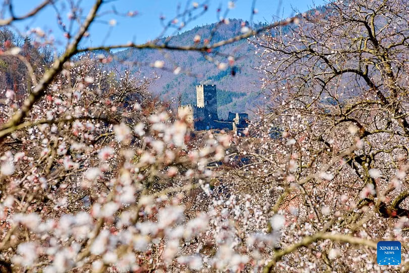 “Trăm hoa” nhuộm hồng các thành phố Âu - Mỹ