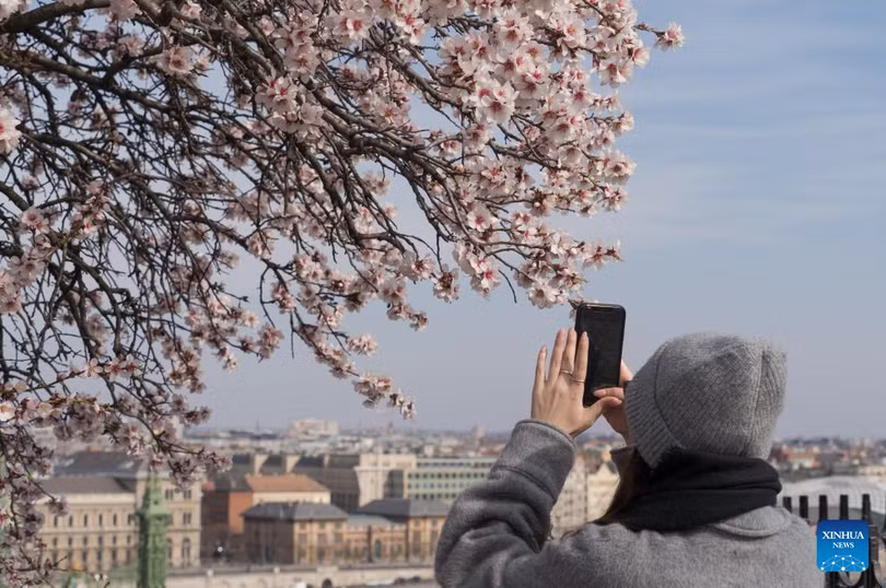 “Trăm hoa” nhuộm hồng các thành phố Âu - Mỹ