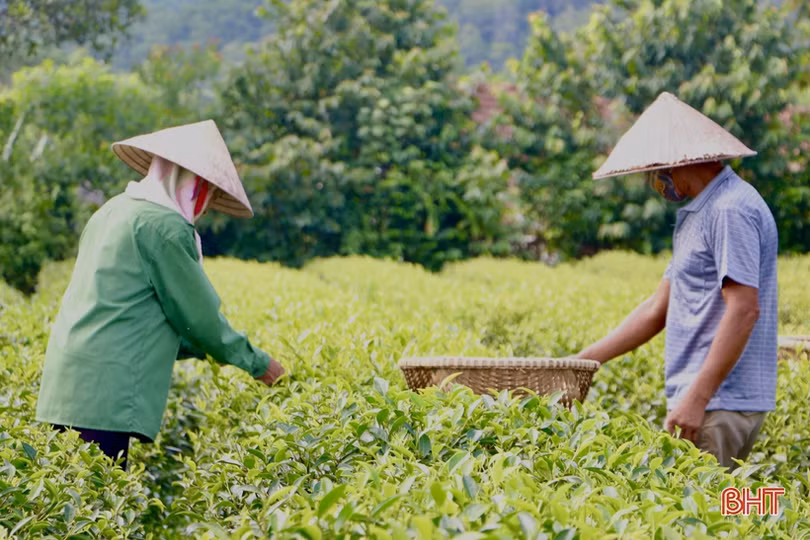 Nông dân miền núi Hà Tĩnh phấn khởi thu hoạch chè vụ xuân